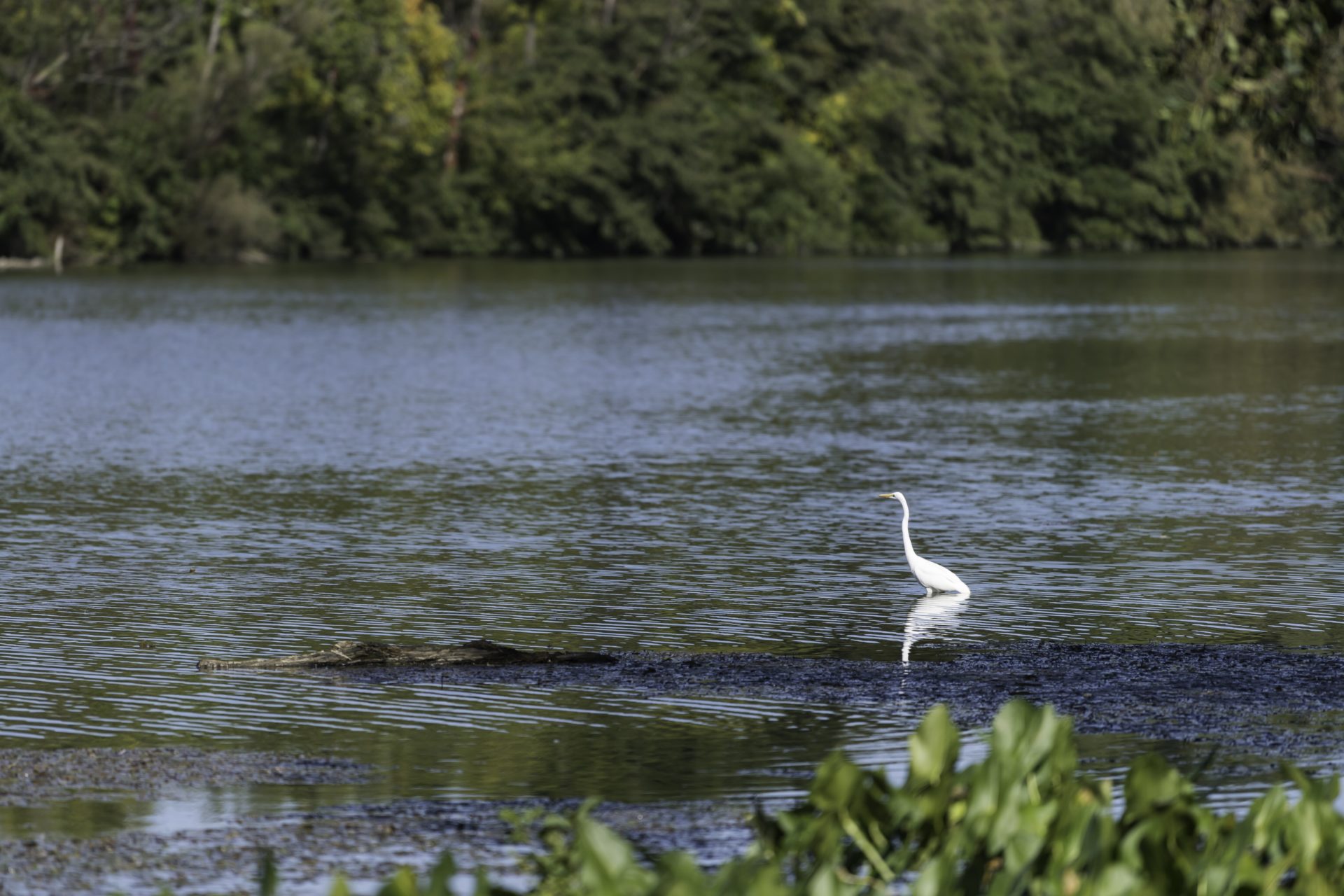 An egret walking in the water of the Genessee River