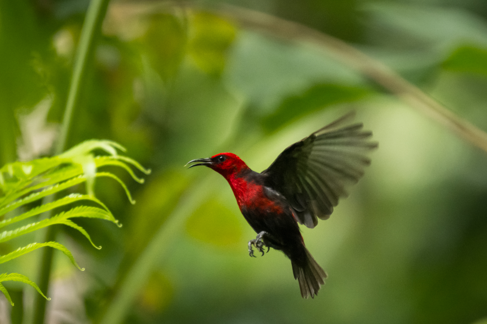 small red and black bird captured midflight 